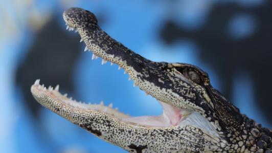 A baby alligator exposes its teeth with its jaws wide open, about to bite.